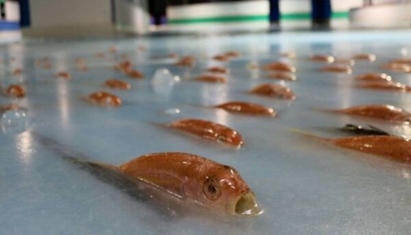 Japonya'da dondurulmuş balıklı buz pisti - Sputnik Türkiye