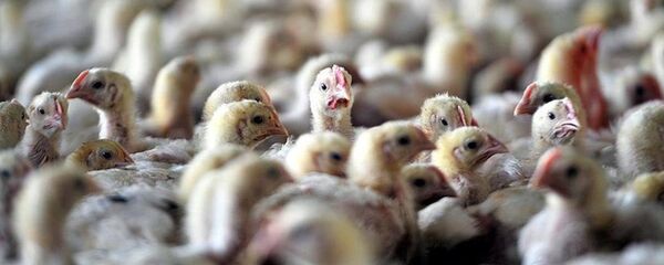 kanatlı hayvan - kuş gribi - Sputnik Türkiye