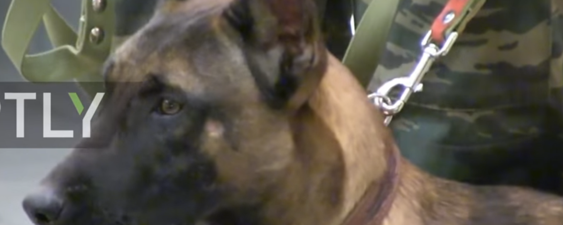 Güney Kore'den Rusya'ya 3 klon köpek hediye edildi - Sputnik Türkiye, 1920, 29.11.2016