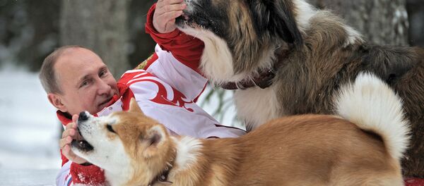 Rusya Devlet Başkanı Vladimir Putin köpekleri Buffy (üstte) ve Yume (altta) ile birlikte Rusya Devlet Başkanı Vladimir Putin köpekleri Buffy (üstte) ve Yume (altta) ile birlikte - Sputnik Türkiye