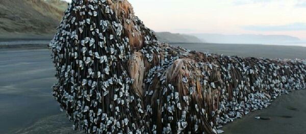 Yeni Zelanda'da denizden çıkan 'garip nesne' - Sputnik Türkiye