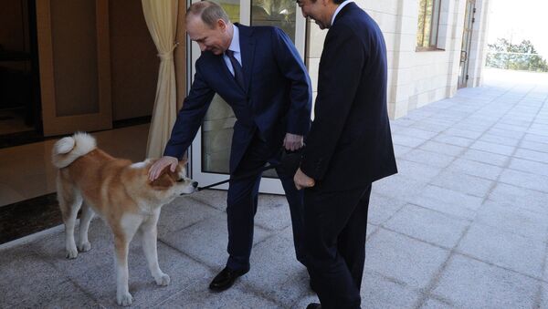 Putin köpeği Yume'yi Japonya Başbakanı Şinzo Abe'ye tanıtıyor - Sputnik Türkiye