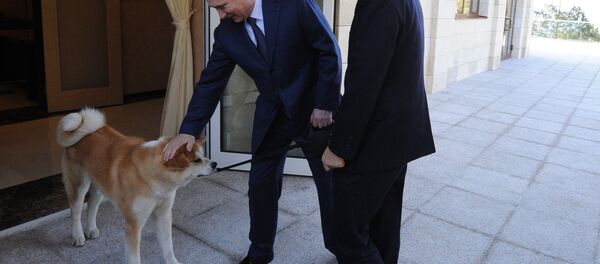 Putin köpeği Yume'yi Japonya Başbakanı Şinzo Abe'ye tanıtıyor - Sputnik Türkiye