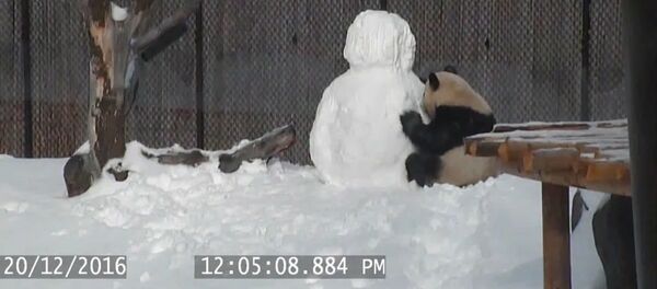 Panda - kardanadam - VİDEO - Sputnik Türkiye