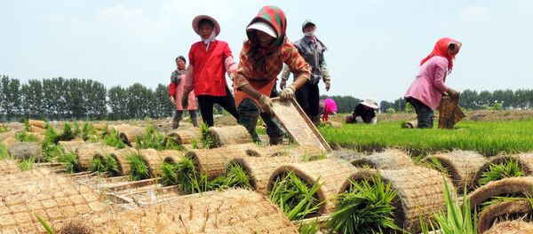Pirinç tarlası Pirinç tarlası - Sputnik Türkiye