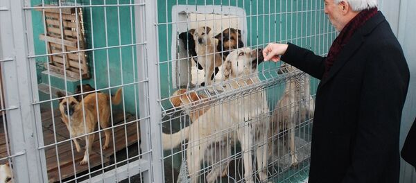 Kütahya Belediye Başkanı Kamil Saraçoğlu, Belediye Sokak Hayvanları Bakımevi ve Rehabilitasyon Merkezi’ni ziyaret etti. Kütahya Belediye Başkanı Kamil Saraçoğlu, Belediye Sokak Hayvanları Bakımevi ve Rehabilitasyon Merkezi’ni ziyaret etti. - Sputnik Türkiye