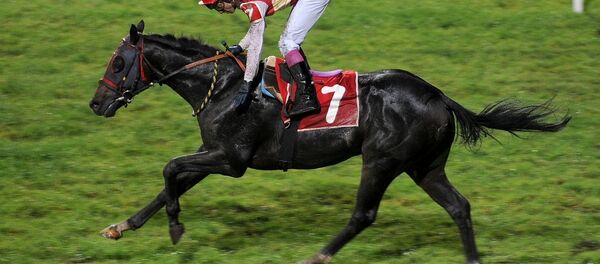 Yarış atı - Sputnik Türkiye