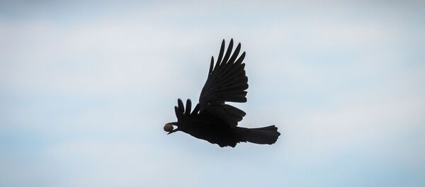 Karga - Sputnik Türkiye