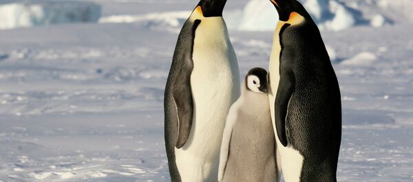 Antarktika'daki İmparator Penguenler - Sputnik Türkiye