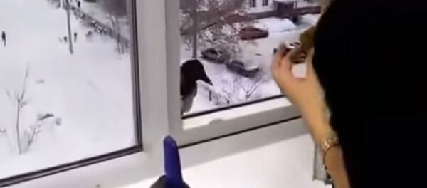 Uyanık, inatçı ve hırsız karga - Sputnik Türkiye