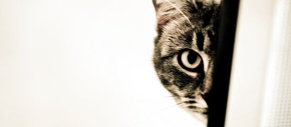 Kedi Kedi - Sputnik Türkiye