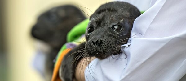 Fok yavrusu - Sputnik Türkiye