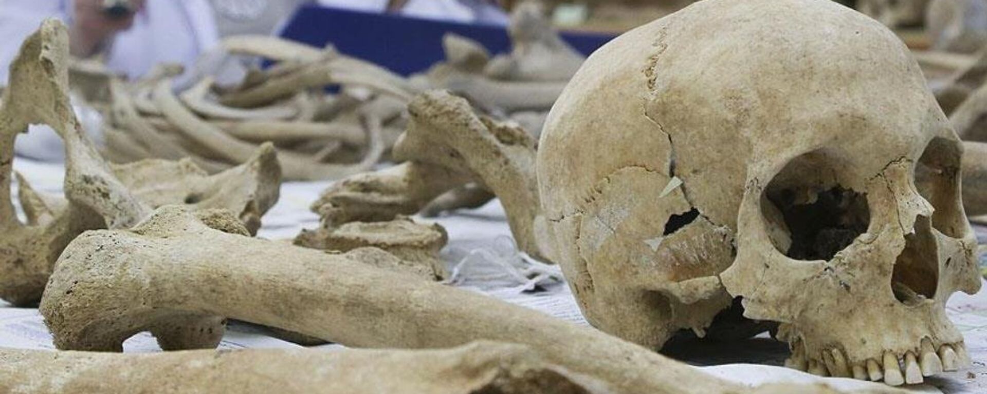 iskelet - kemik - Sputnik Türkiye, 1920, 08.01.2026