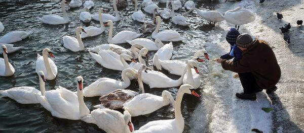 Kuğu - Sputnik Türkiye