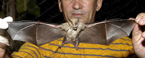 Kıllı bacaklı vampir yarasa Kıllı bacaklı vampir yarasa - Sputnik Türkiye