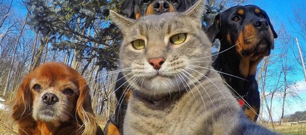 Kedi Manny - Sputnik Türkiye