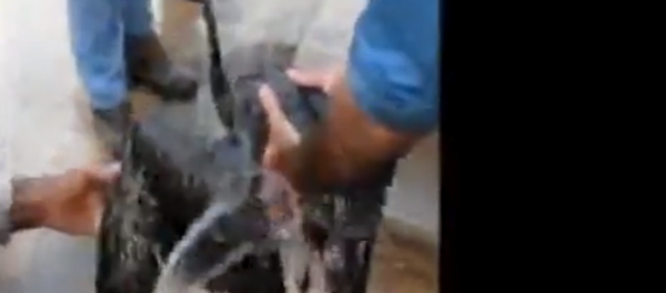 İranlı itfaiyeciler petrole bulanmış flamingoyu kurtardı - Sputnik Türkiye