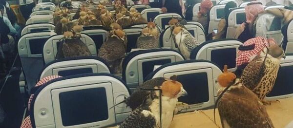 av şahinleri yolcu uçağında - Sputnik Türkiye