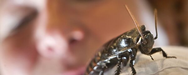 Hamam Böceği - Sputnik Türkiye