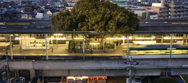 japonya asirilik agac - Sputnik Türkiye