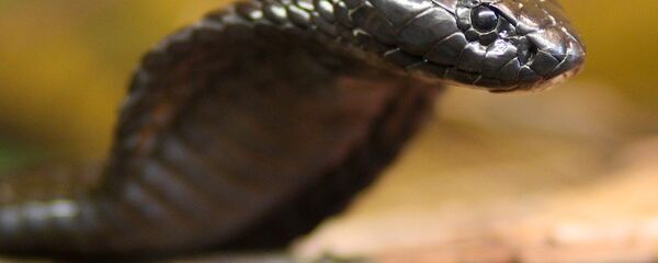 Kobra yılanı - Sputnik Türkiye