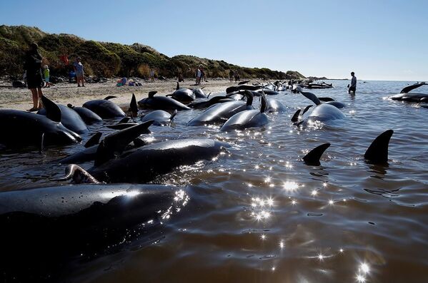 Yeni Zelanda kıyıya vuran balinalar - Sputnik Türkiye