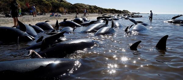 Yeni Zelanda kıyıya vuran balinalar - Sputnik Türkiye