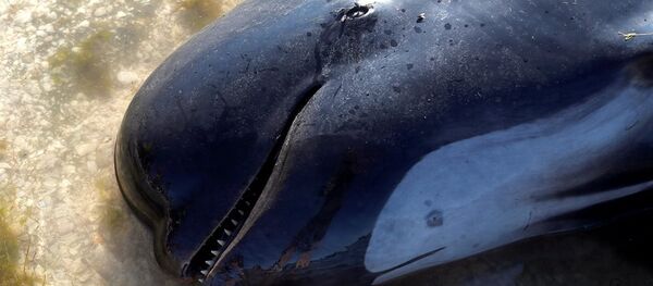 Yeni Zelanda kıyıya vuran yunuslar Yeni Zelanda kıyıya vuran yunuslar - Sputnik Türkiye