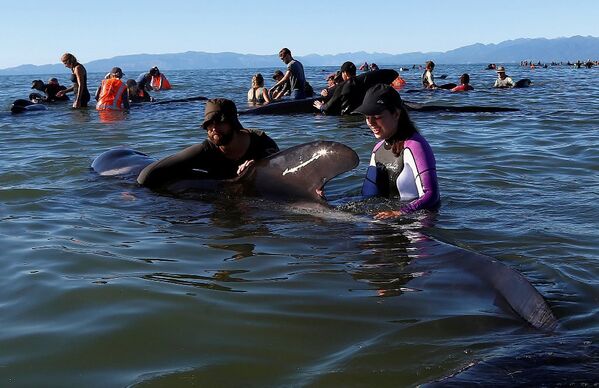Yeni Zelanda kıyıya vuran balinalar - Sputnik Türkiye