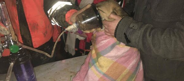 Kuyuya düşen köpek yavrusu kurtarıldı - Sputnik Türkiye