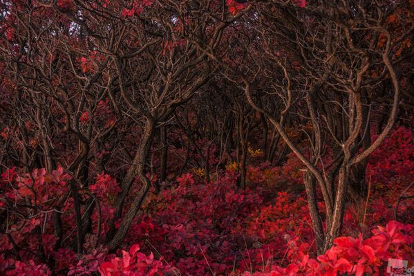 Sonbaharda kıpkırmızı olan bu orman hayretler içinde bırakıyor. - Sputnik Türkiye