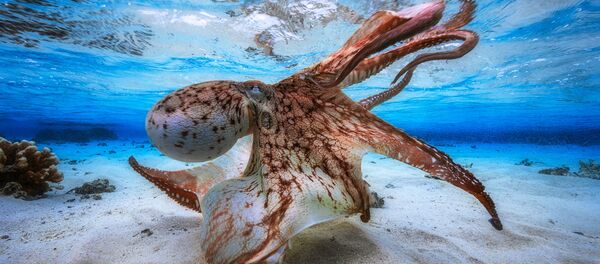 ‘Dans eden ahtapot’ fotoğrafını çeken Fransız fotoğrafçı Gabriel Barathieu, ‘Geniş açı’ dalında yarışmanın birincisi oldu. - Sputnik Türkiye