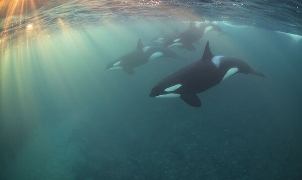 ‘Kara balina sürüsü’ adlı fotoğrafın sahibi Nicholai Georgiou ‘Yılın en perspektifli’ fotoğrafçısı unvanını aldı. - Sputnik Türkiye