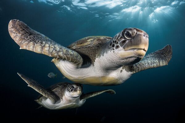 Fransız fotoğrafçı Greg Lecoeur, ‘Portre’ kategorisinde yarışan ‘Güneş ışınlarda yeşil kaplumbağalar’ fotoğrafıyla jürinin teşekkürüne layık görüldü. - Sputnik Türkiye