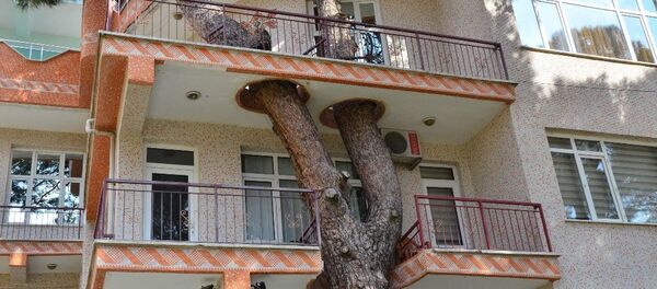 Örnek ağaç sevgisi - Sputnik Türkiye