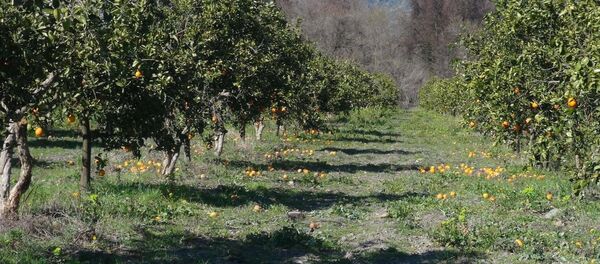 Portakal Portakal - Sputnik Türkiye