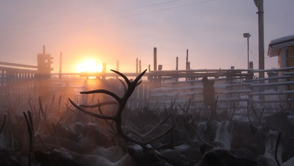 Arktik bölgesinde geyikler - Sputnik Türkiye