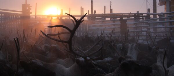 Arktik bölgesinde geyikler - Sputnik Türkiye