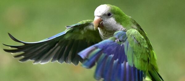 Papağan - Sputnik Türkiye