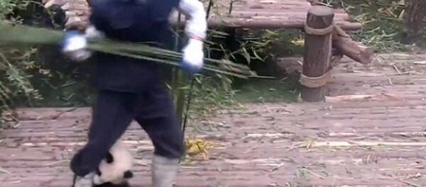 Sichuan panda - Sputnik Türkiye