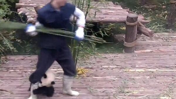 Sichuan panda - Sputnik Türkiye