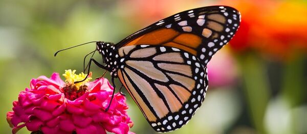 Kelebek - Sputnik Türkiye