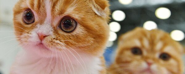 Kedi - Sputnik Türkiye