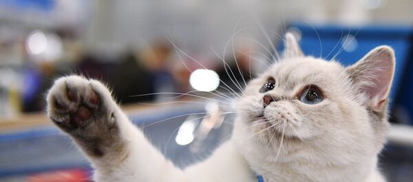 Moskova’da gerçekleştirilen Ketsburg Kedi Fuarı - Sputnik Türkiye