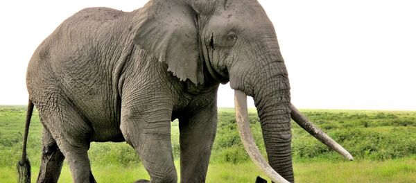Kenya'da yaşayan bir uzun dişli fil - Sputnik Türkiye