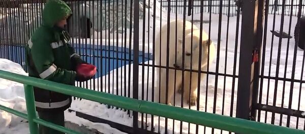 Krasnoyarsk kentindeki hayvanat bahçesi - Sputnik Türkiye