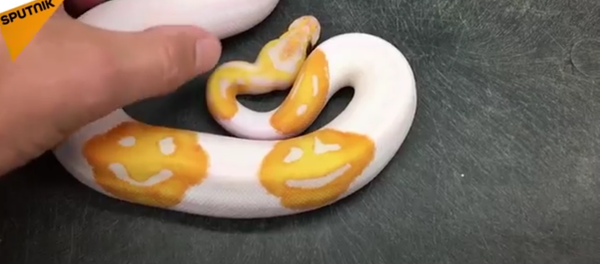 8 yıllık uğraşın sonucu: Emoji desenli yılan 8 yıllık uğraşın sonucu: Emoji desenli yılan - Sputnik Türkiye