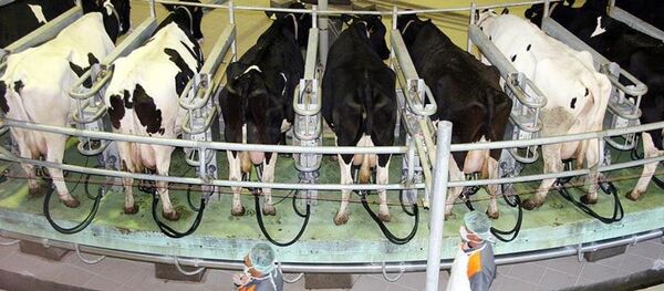 İnek - Sputnik Türkiye