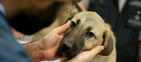 Kuyu köpek - Sputnik Türkiye