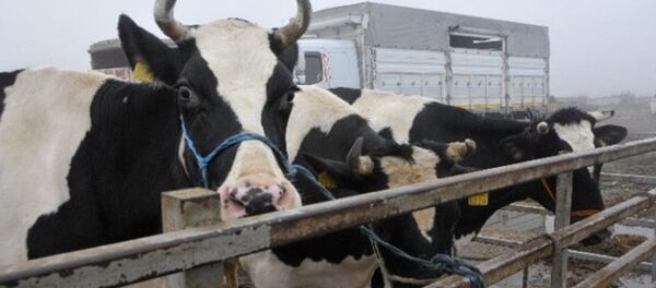 'Holstein’ cinsi inek - Sputnik Türkiye